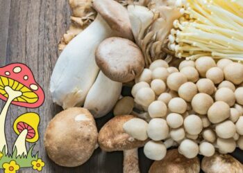 7 סוגי פטריות מרפא שאתם חייבים להוסיף לתזונה שלכם