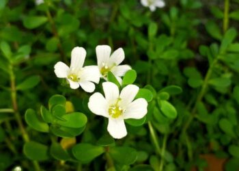 בקופה מוניירי